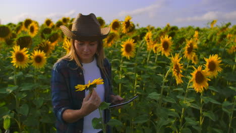 The-farmer-is-watching-and-touching-the-sunflowers.-She-enjoys-the-great-weather-in-the-sunflower-field.-Beatifull-day-in-nature.